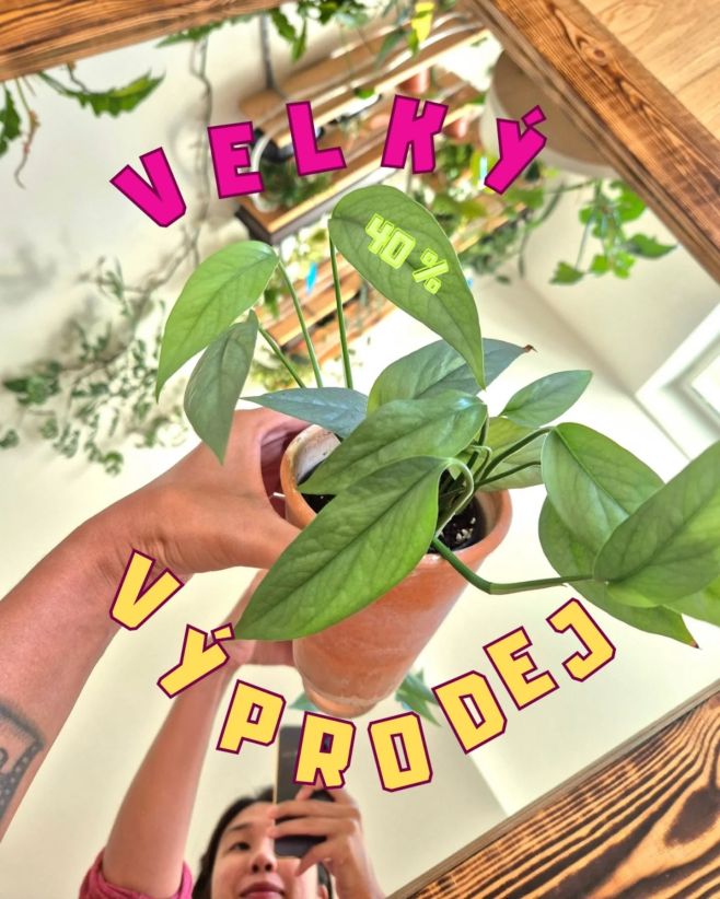 🍂 Podzim je tady a s ním i náš velký výprodej! 👉 Sleva 40 % na všechny rostliny i obaly se slevovým kódem ➡️ "Vyprodej40"...